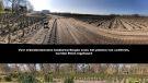  voor arbeids intensieve landbewerking worden Polen ingehuurd