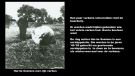  enkele varkens