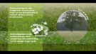  vanggewas en bloemenmengsels