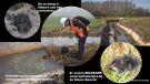  ecoloog, waterspritsmuis, drijvend waterweegbreeg